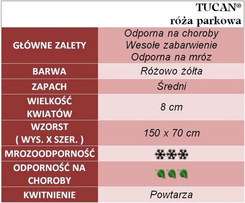 Tucan róże parkowe gł. zal